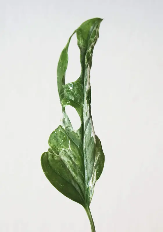 Odrezok Monstera adansonii MINT /Indonesian form