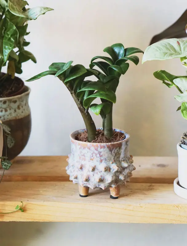 Baby Zamioculcas Zenzi