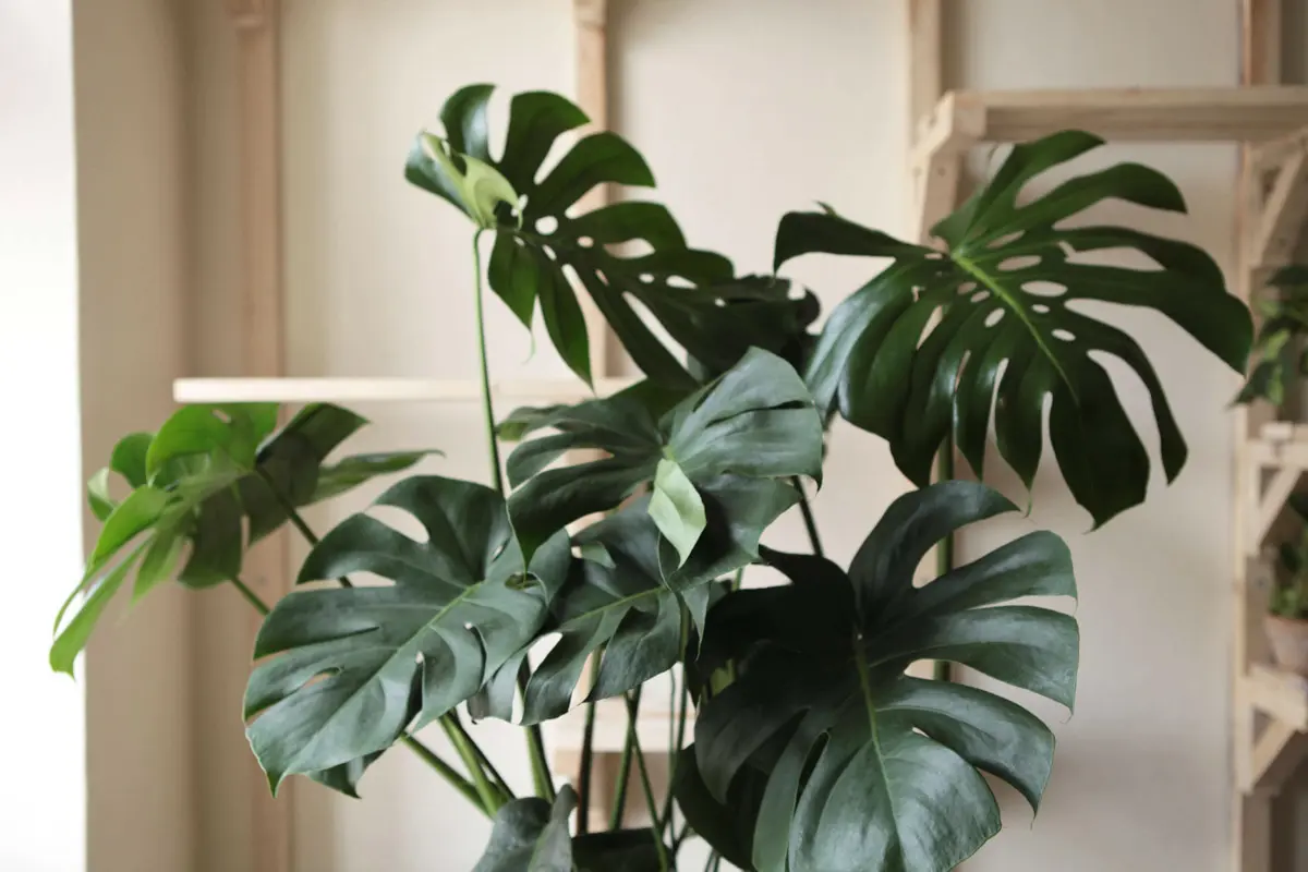 Monstera Deliciosa prava (Len osobne)