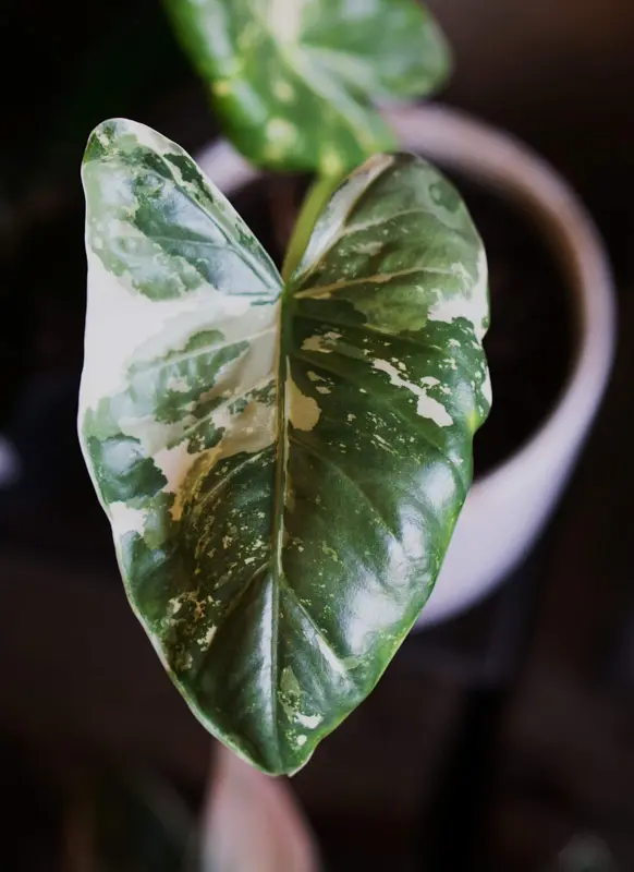 Alocasia macrorrhiza variegata