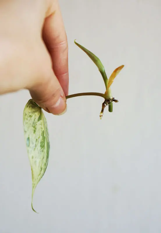 Odrezok Philodendron Hederaceum Scandens variegata (nahodny kusok)