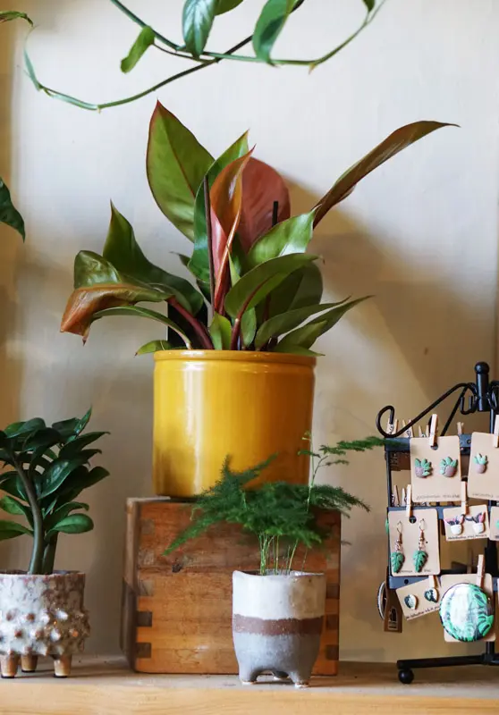 Philodendron Red Sun