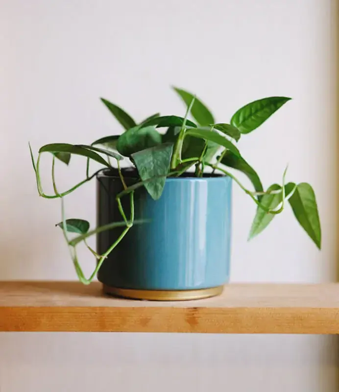 Epipremnum pinnatum "Cebu Blue" (fakt dlhe a krasne kusky)