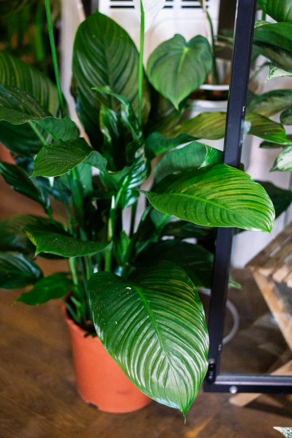 Spathiphyllum Bingo Cupido XXL (len osobne)