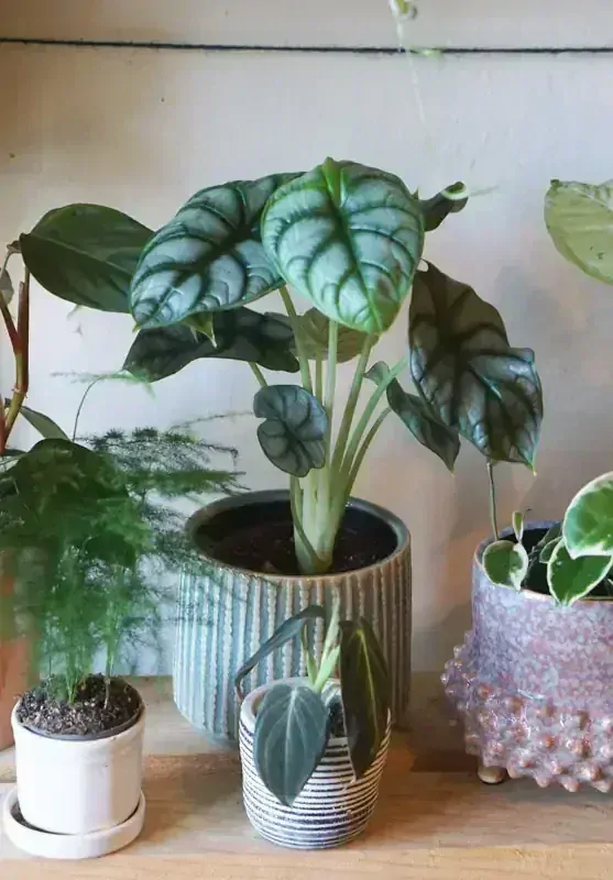 Alocasia Silver Dragon