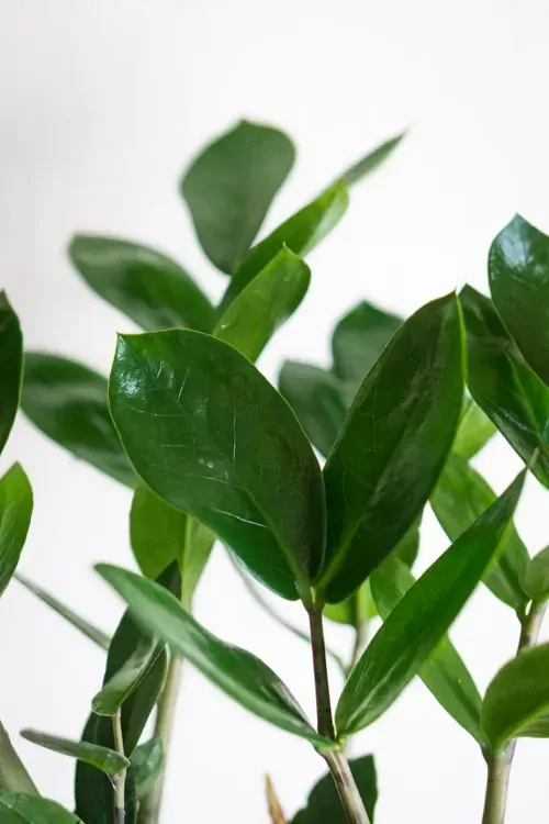 Zamioculcas Zamiifolia 