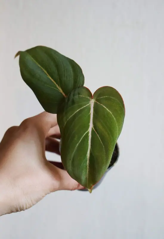 Baby Philodendron Gloriosum (Zachran ma)