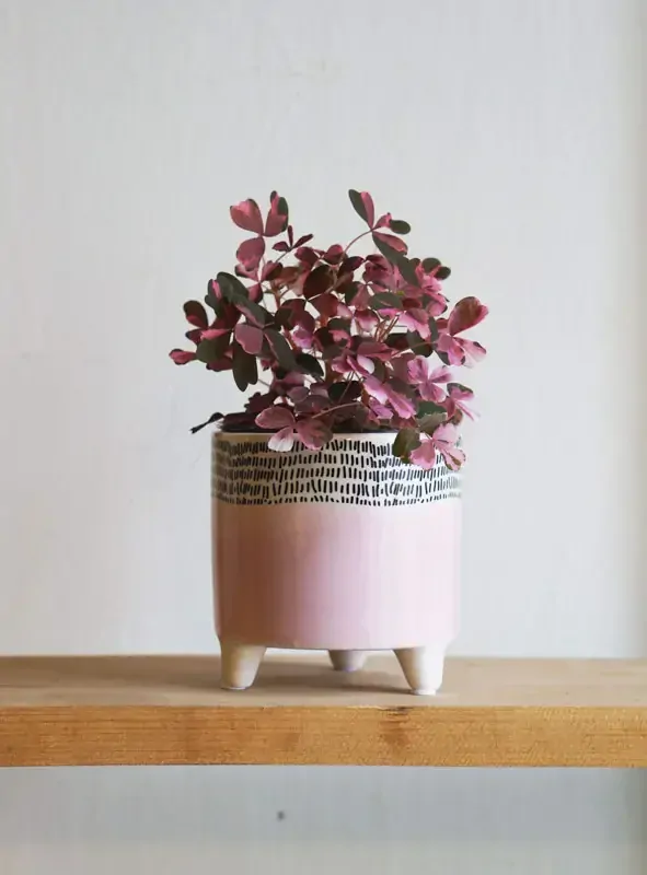 Oxalis Volcano Pink