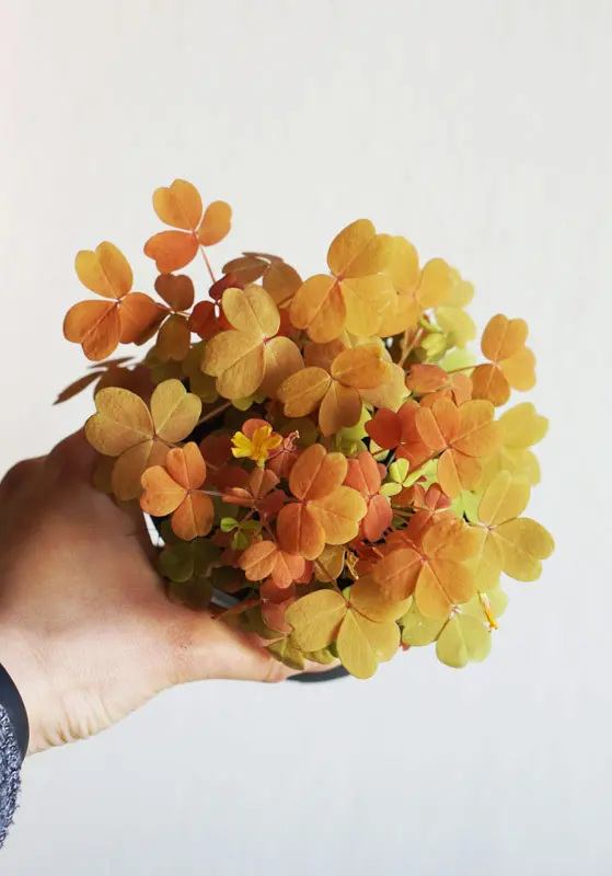 Oxalis spiralis vulcanicola "Sunset velvet"