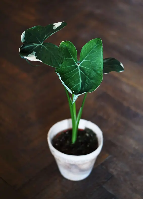 Alocasia Mickey Mouse / Xanthosoma variegata (Zachran ma)