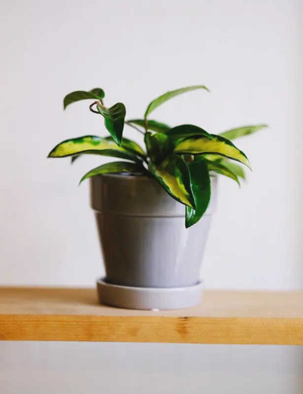 Hoya Crimson Princess (Zachran ma)