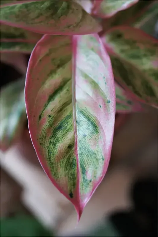 Aglaonema Salmon fantasy