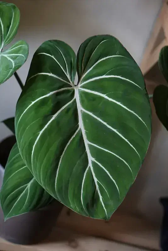 Philodendron Gloriosum Giganteum