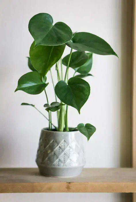 Set Monstera Deliciosa