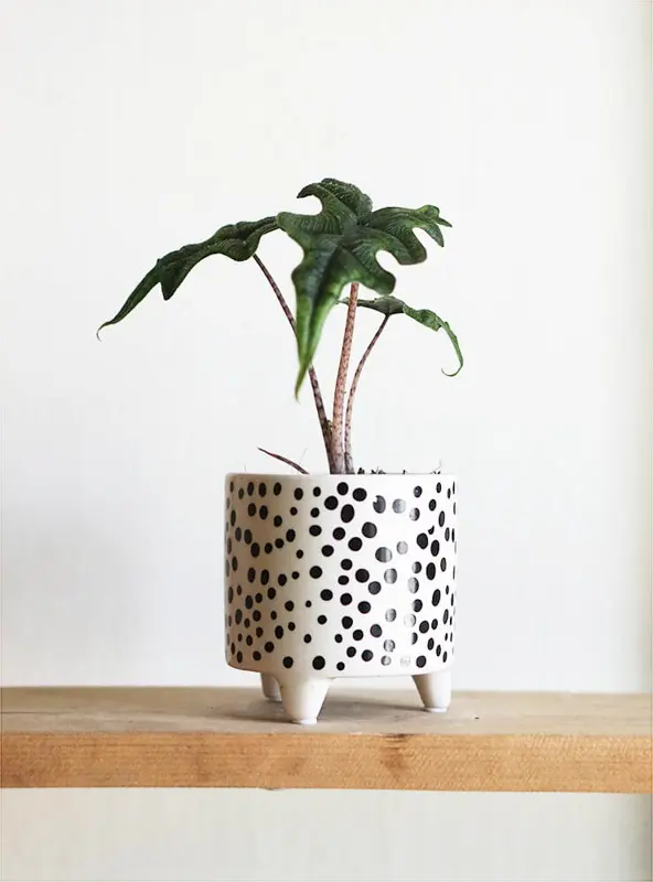 Alocasia Jacklyn / Tandurusa / Alocasia Sulawesi