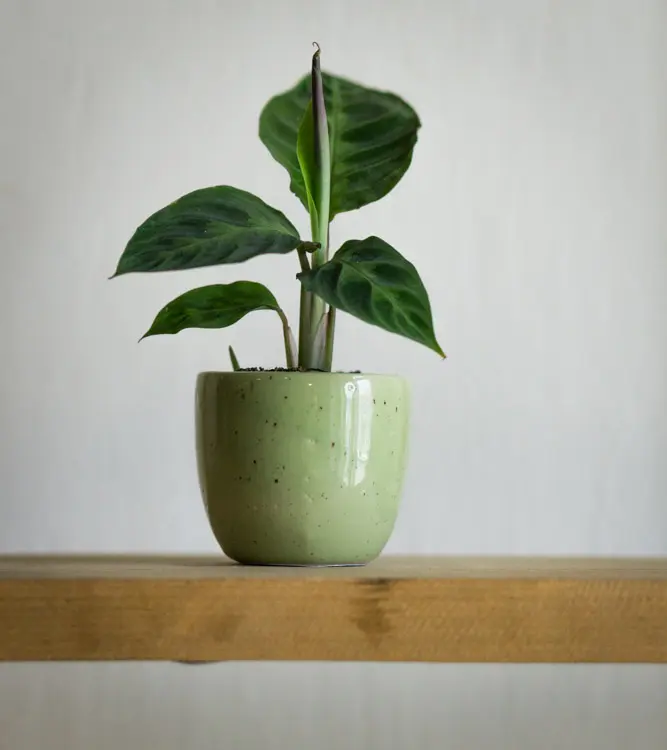 Baby Calathea Warscewiczii (Zachran ma)