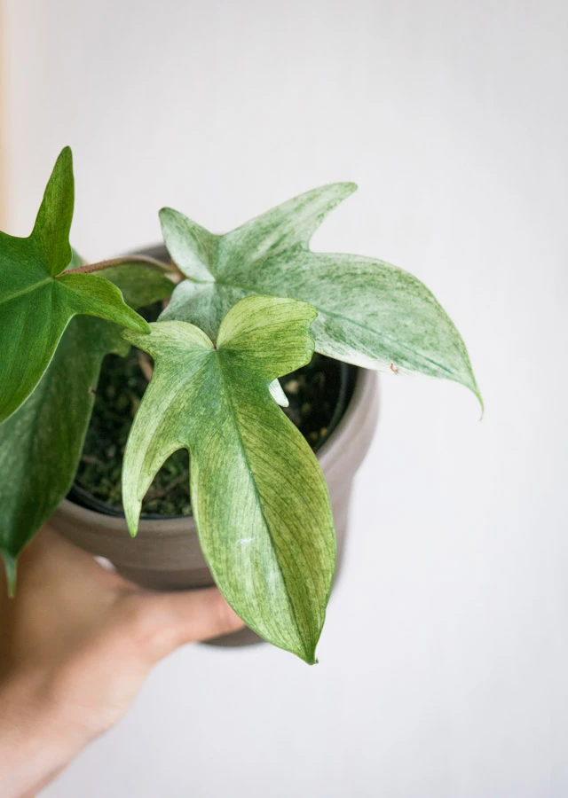 Philodendron Florida Ghost