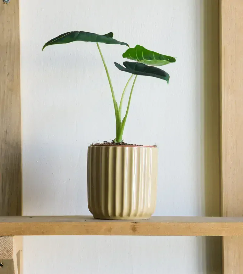 Alocasia Micholitziana Frydek