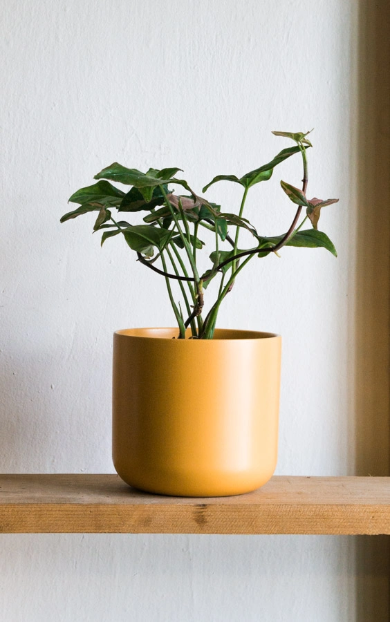 Keramicky kvetinac Tahiti