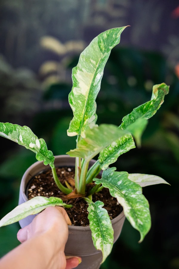 Philodendron Ring of Fire (super cena!)