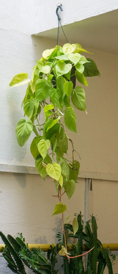 Philodendron Micans Lemon lime XXL