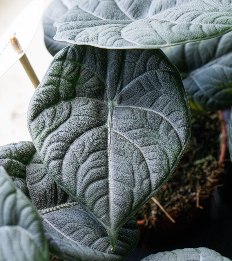 Alocasia Maharani SPECIAL