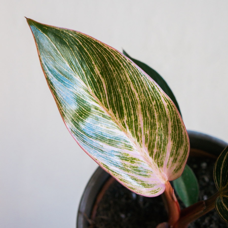 Philodendron Pink Bikini / Birkin EXTRA PINK