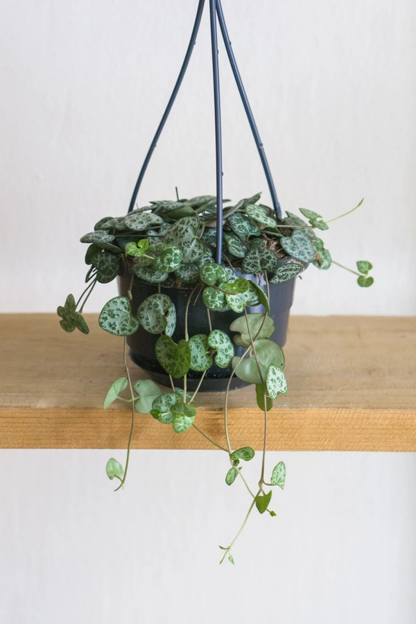 Lampasik Ceropegia Woodii (bez zavesu)