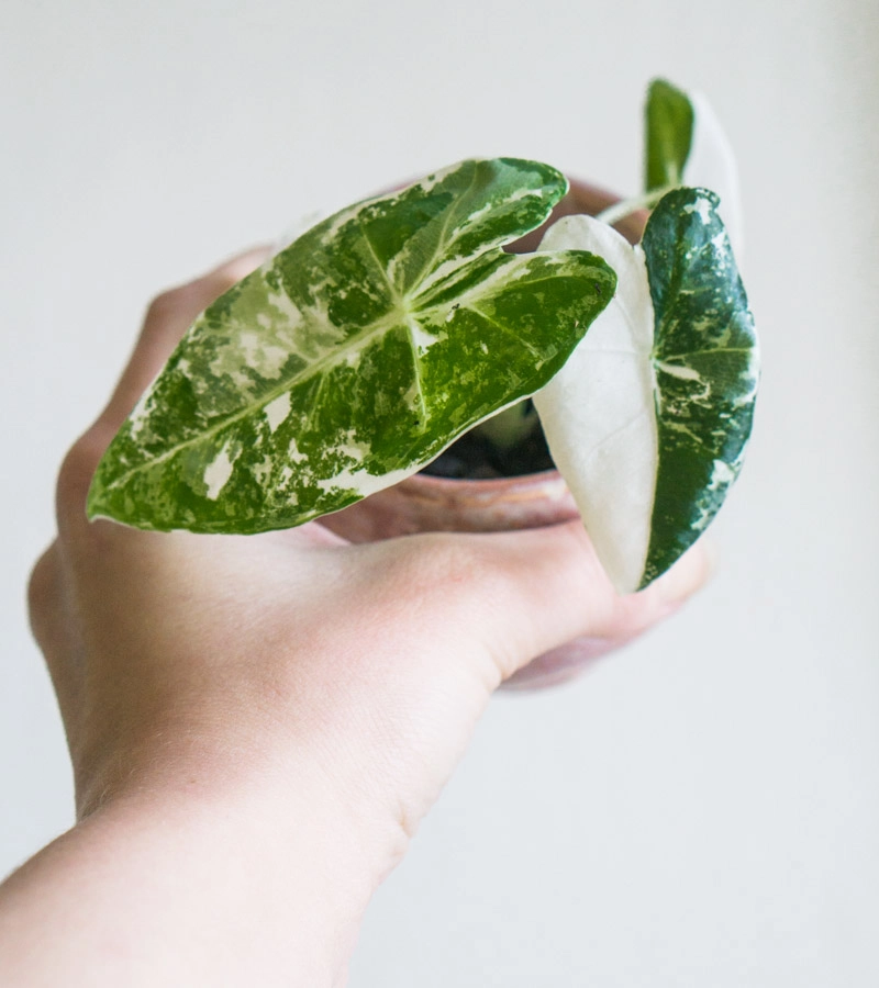 Baby Alocasia Micholitziana Frydek (Zachran ma) variegata (silna fullmoon variegacia)