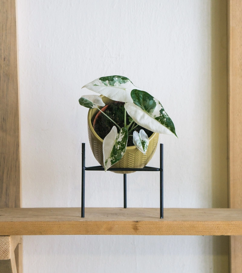 Alocasia Micholitziana Frydek variegata (zachran ma)