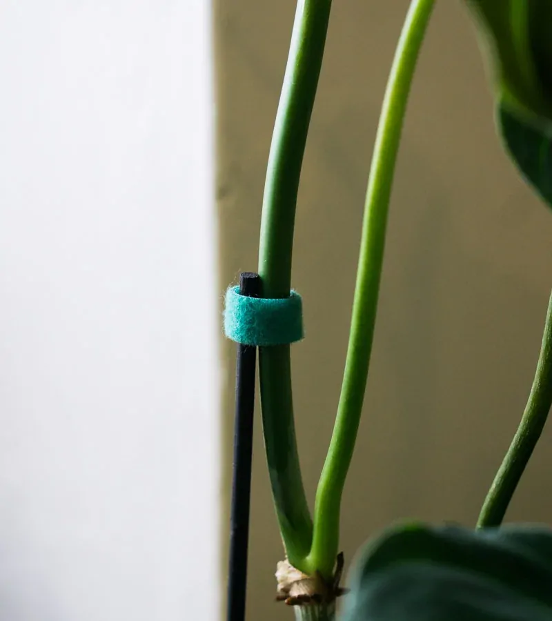 Reusable floristicka paska so suchym zipsom