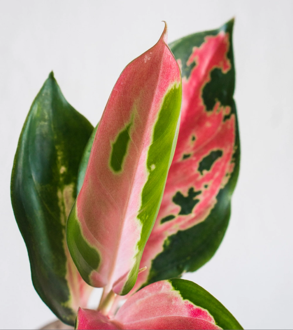 Aglaonema Cherry Baby