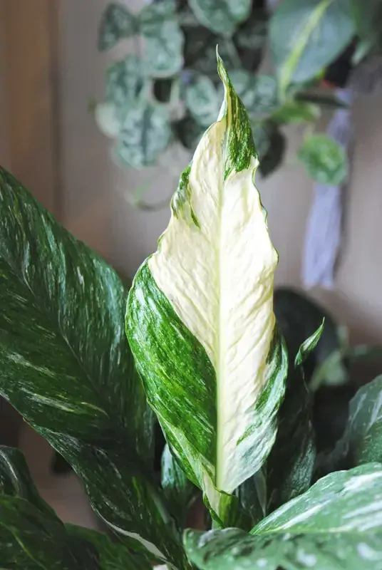 Spathiphyllum 'Domino' Variegata /Diamond