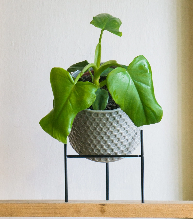 Philodendron Bipennifolium "Golden Violin"