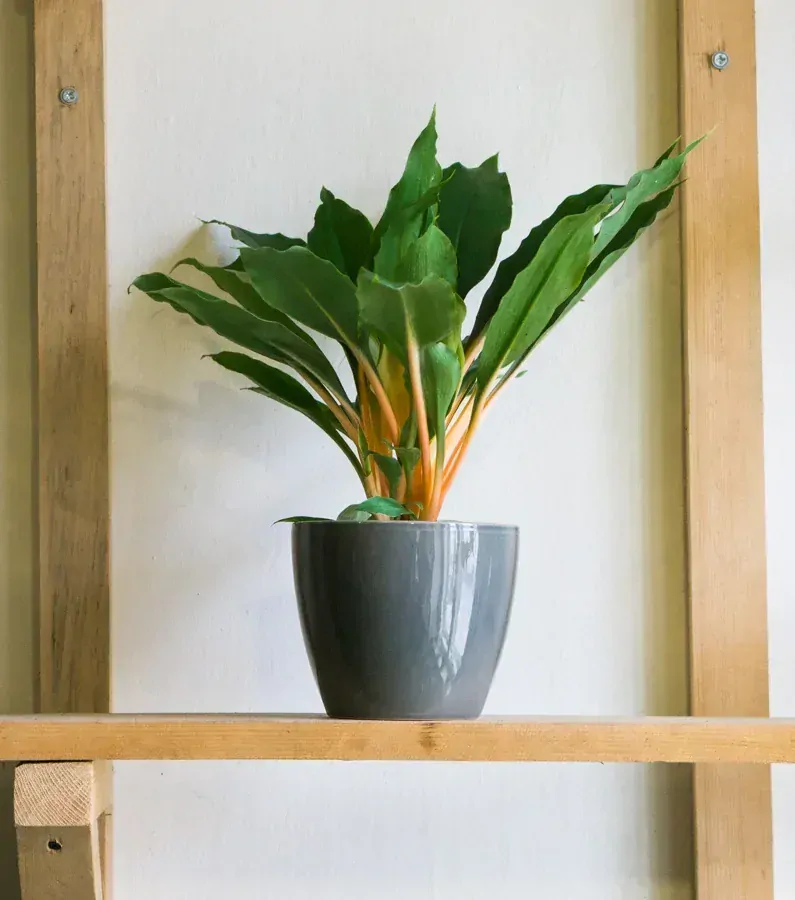 Chlorophytum orchidastrum Green Orange