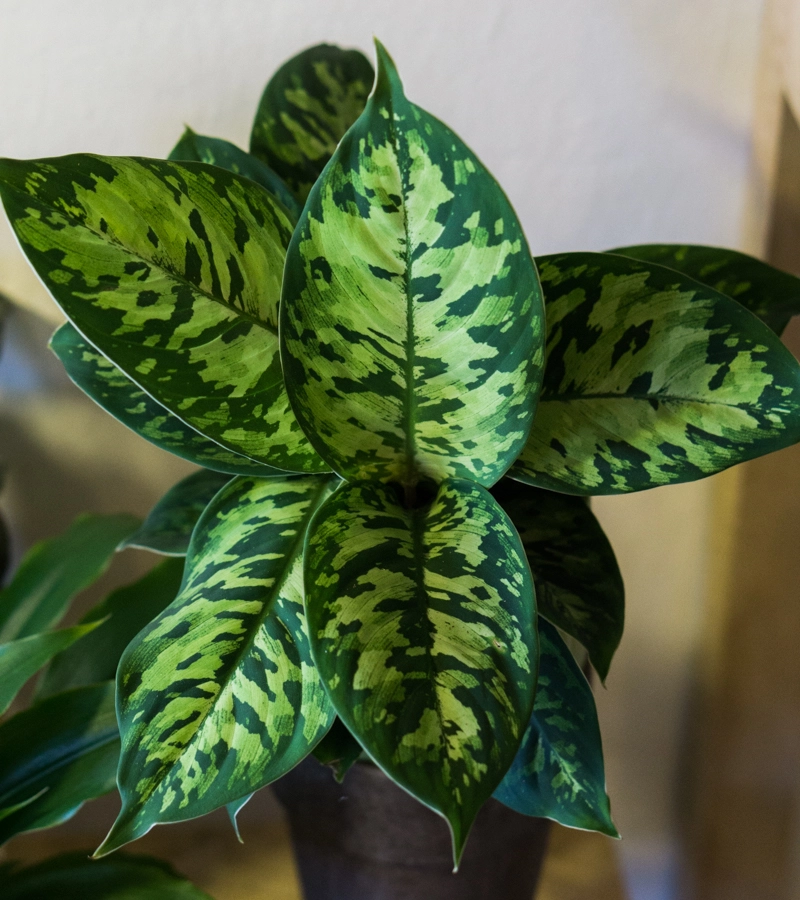 Homalomena Camouflage (Zachran ma)