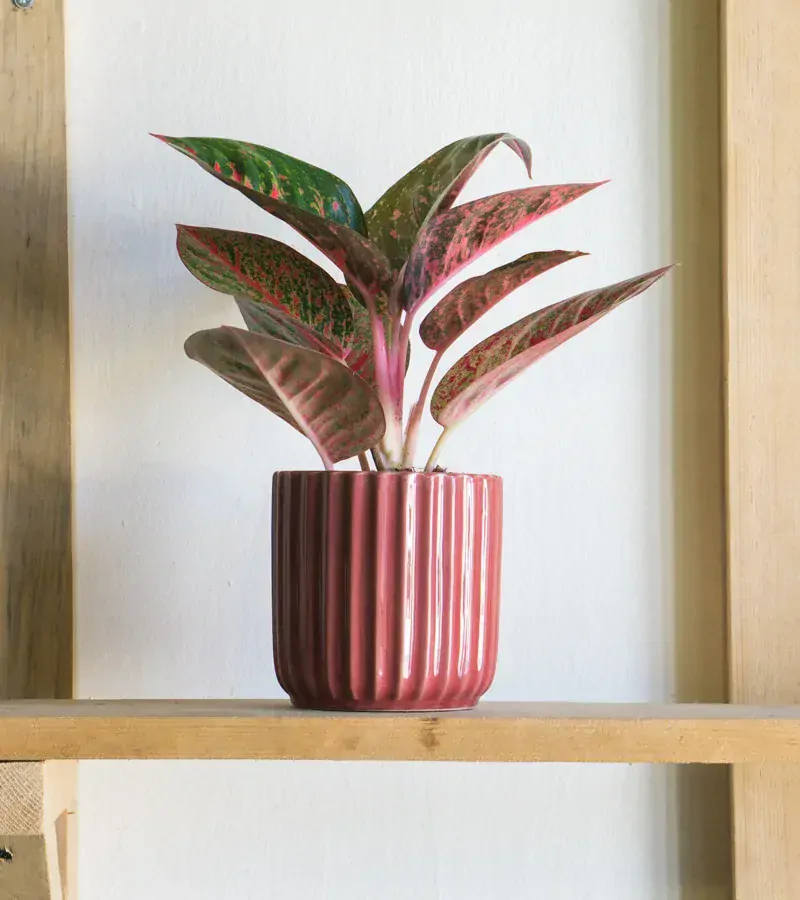 Keramicky kvetinac Akant (bordovy)