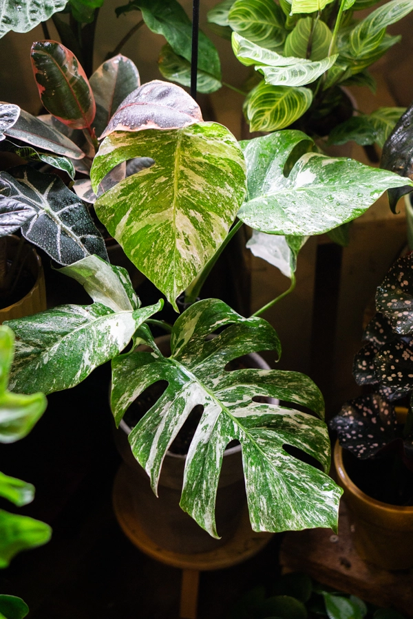 Monstera Deliciosa Albo variegata - Panasovana Monstera