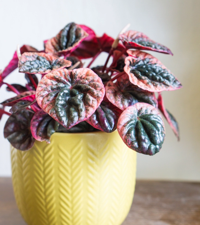 Peperomia abricos (Zachran ma)