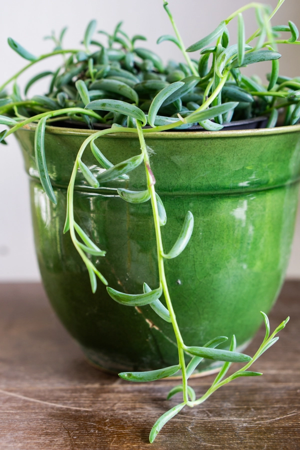 Senecio radicans - String of Bananas