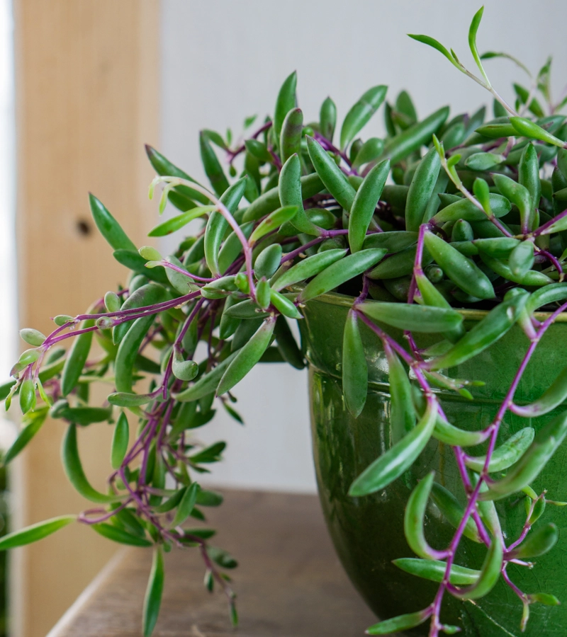 Senecio herreianus Purple Flush