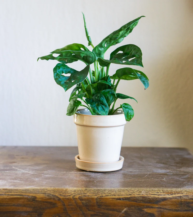 Keramicky kvetinac "Kytky"