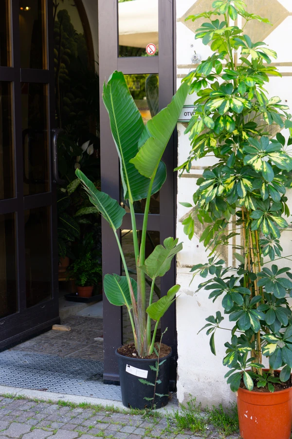 Strelitzia Nicolai (len osobne)