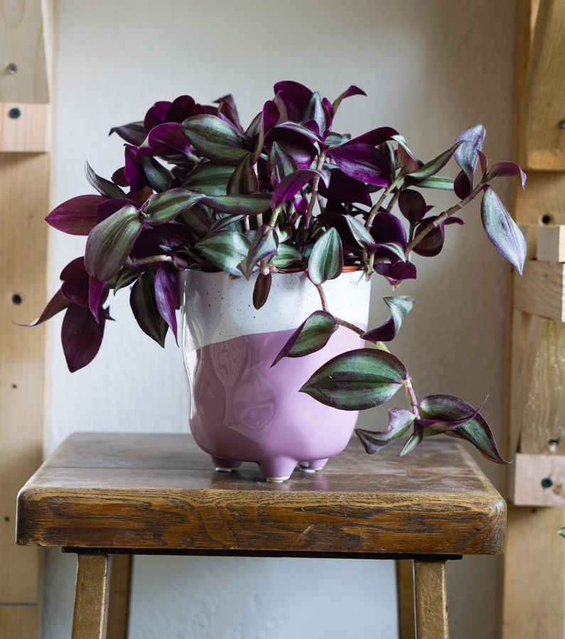 Keramicky kvetinac "Polomacany Lila"