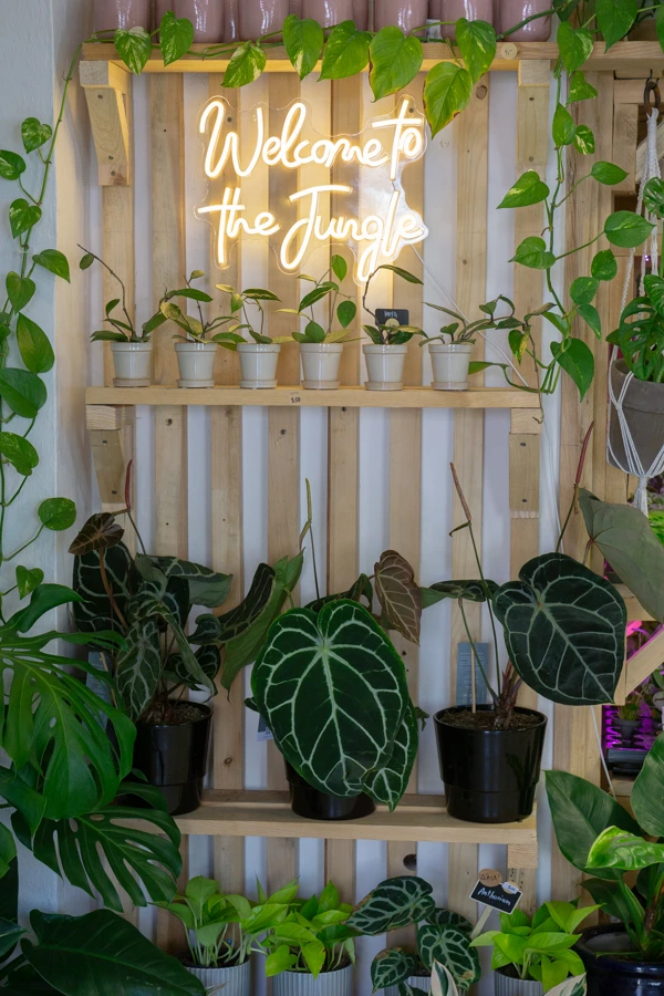 Anthurium Crystallinum Hybrid XL (bomby)