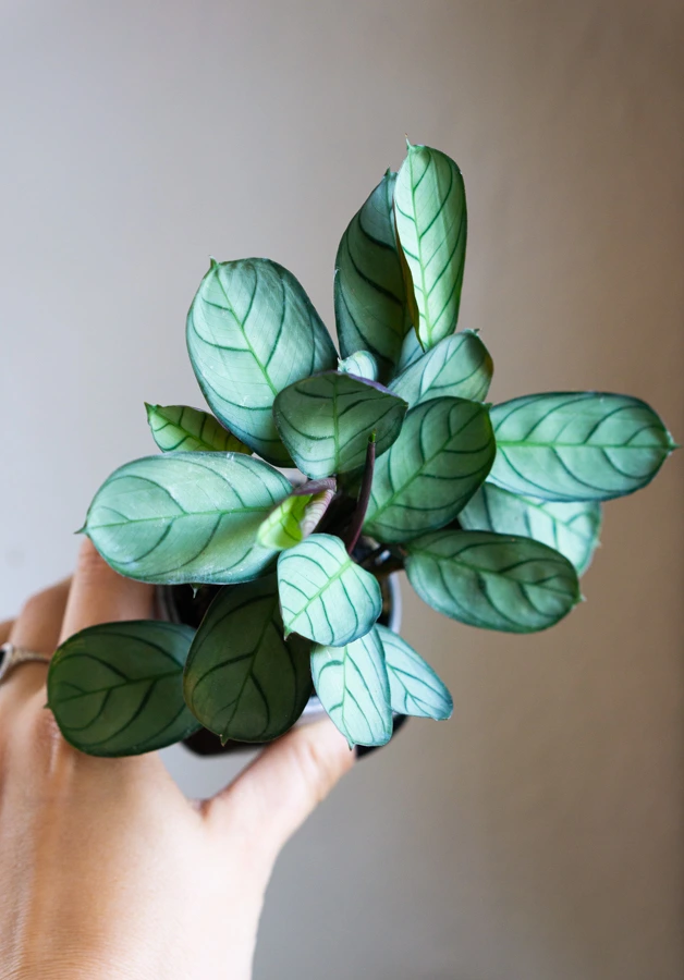 Baby Ctenanthe amabilis mint