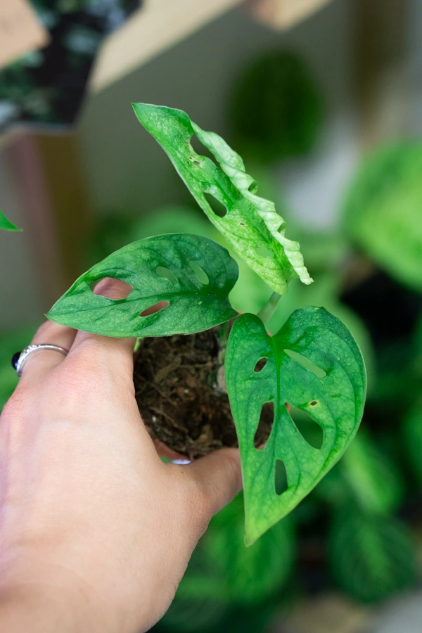 Baby Monstera adansonii Mint
