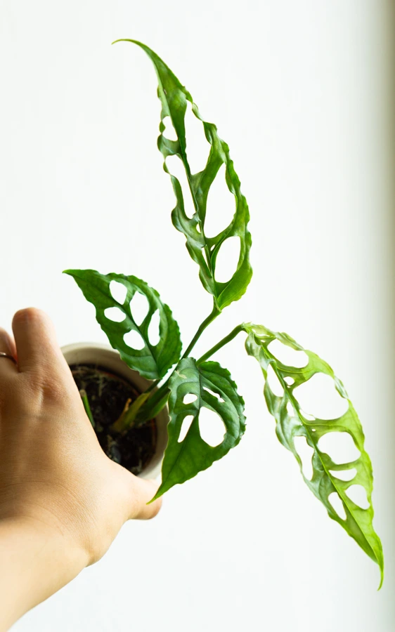 Baby Monstera obliqua Peru (SUPER CENA!)