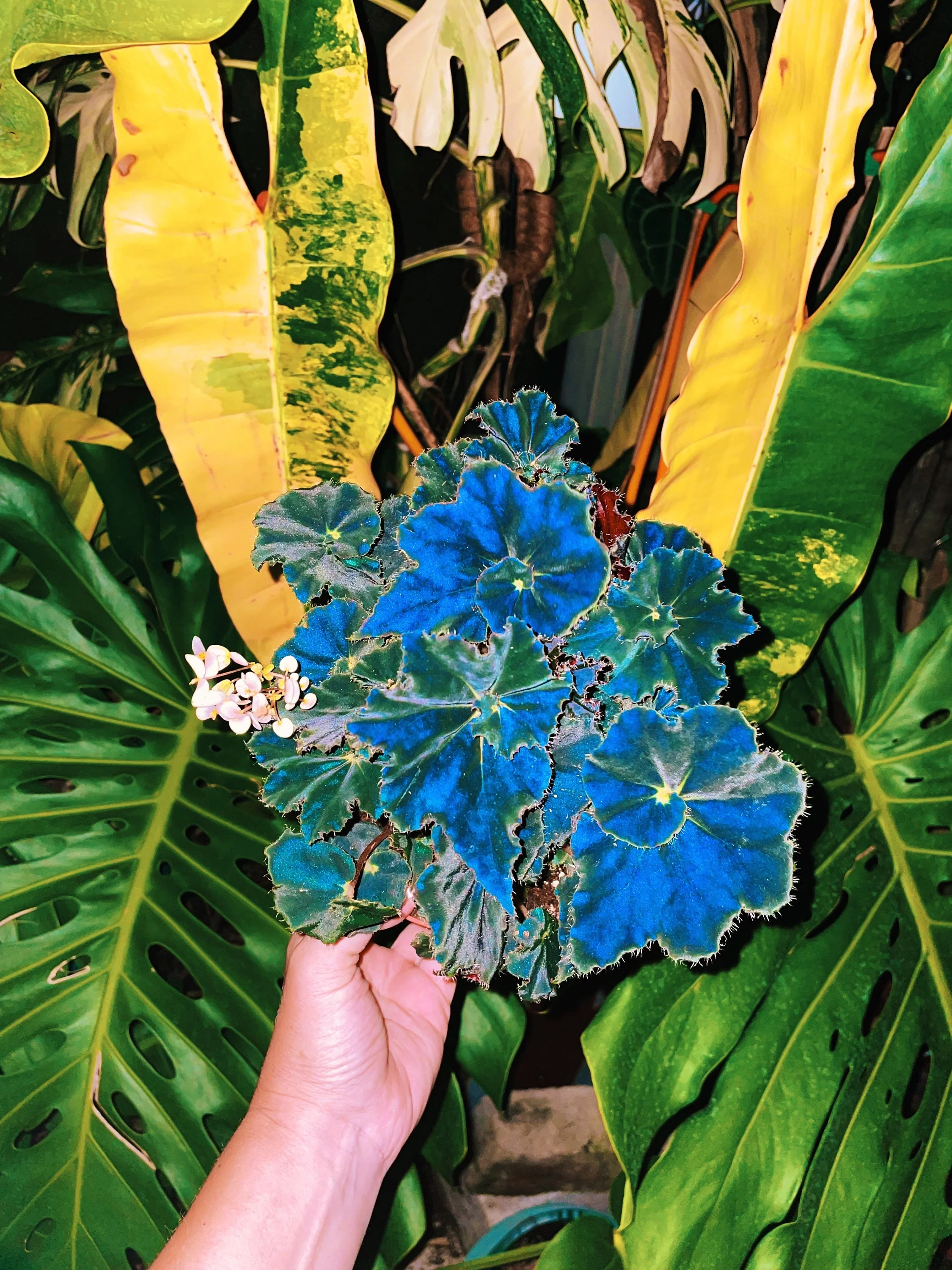 Begonia Rex Dark Mambo