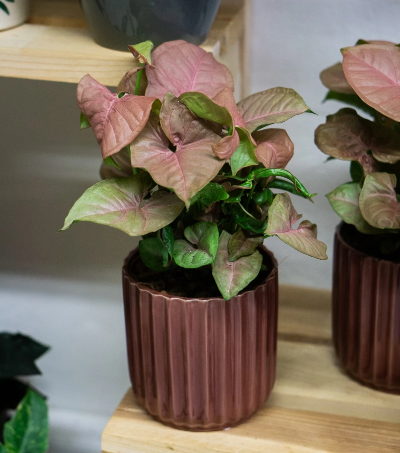 Syngonium Neon Robusta